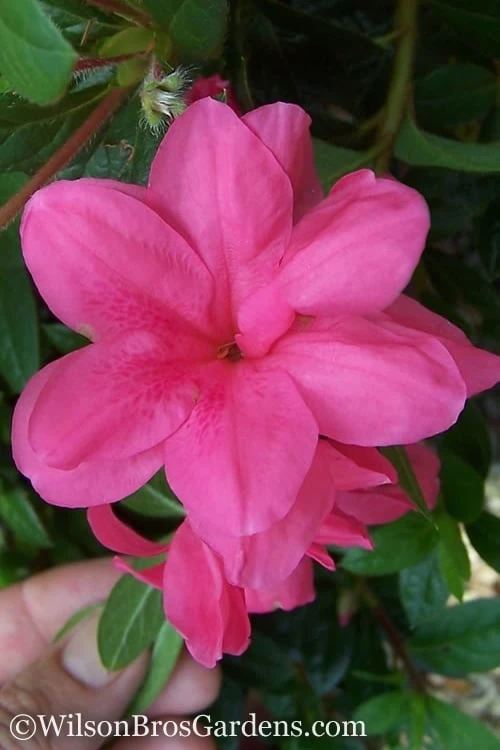 Autumn Empress Encore Azalea - 3 Gallon Pot 3 Autumn Empress Encore Azalea - 3 Gallon Pot