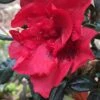 Autumn Fire Encore Azalea - 2 Gallon Pot 2 Autumn Fire Encore Azalea - 2 Gallon Pot -Cheap PLANTS Store Encore Azalea Autumn Fire 1 500x750 1