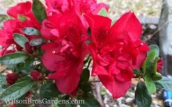Autumn Fire Encore Azalea - 3 Gallon Pot -Cheap PLANTS Store Encore Azalea Autumn Fire 10 2