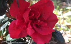 Autumn Fire Encore Azalea - 3 Gallon Pot -Cheap PLANTS Store Encore Azalea Autumn Fire WB 2