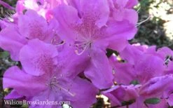 Autumn Lilac Encore Azalea - 6 Pack Of 1 Gallon Pots -Cheap PLANTS Store Encore Azalea Autumn Lilac 7 1