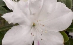 Autumn Lily Encore Azalea - 3 Gallon Pot -Cheap PLANTS Store Encore Azalea Autumn Lily 4 50 3