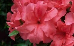 Autumn Princess Encore Azalea - 2 Gallon Pot -Cheap PLANTS Store Encore Azalea Autumn Princess 2