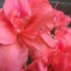 Autumn Princess Encore Azalea - 2 Gallon Pot -Cheap PLANTS Store Encore Azalea Autumn Princess 500x750 3