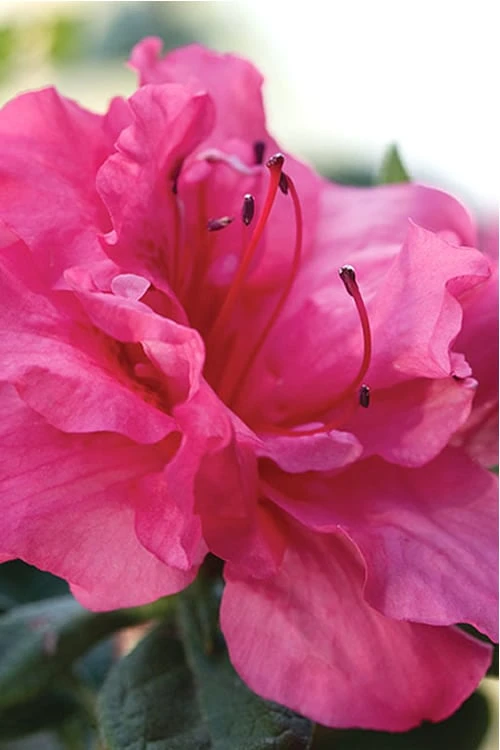 Autumn Rouge Encore Azalea - 6 Pack Of 1 Gallon Pots 3 Autumn Rouge Encore Azalea - 6 Pack Of 1 Gallon Pots