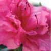Autumn Rouge Encore Azalea - 2 Gallon Pot 1 Autumn Rouge Encore Azalea - 2 Gallon Pot -Cheap PLANTS Store Encore Azalea Autumn Rouge 1 500x750 3