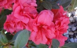 Autumn Rouge Encore Azalea - 2 Gallon Pot 11 Autumn Rouge Encore Azalea - 2 Gallon Pot -Cheap PLANTS Store Encore Azalea Autumn Rouge 5 2