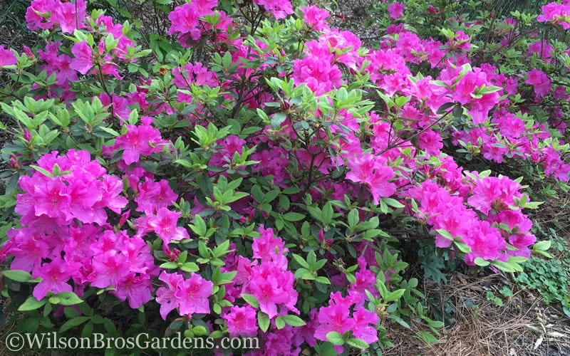 Autumn Royalty Encore Azalea - 6 Pack Of 1 Gallon Pots 6 Autumn Royalty Encore Azalea - 6 Pack Of 1 Gallon Pots - Image 4
