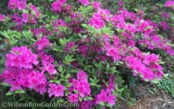 Autumn Royalty Encore Azalea - 7 Gallon Pot -Cheap PLANTS Store Encore Azalea Autumn Royalty 50 4