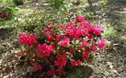 Autumn Ruby Encore Azalea - 6 Pack Of 1 Gallon Pots 11 Autumn Ruby Encore Azalea - 6 Pack Of 1 Gallon Pots -Cheap PLANTS Store Encore Azalea Autumn Ruby 5 2