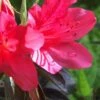 Autumn Ruby Encore Azalea - 3 Gallon Pot 1 Autumn Ruby Encore Azalea - 3 Gallon Pot -Cheap PLANTS Store Encore Azalea Autumn Ruby 500x750 1