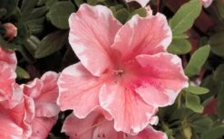 Autumn Sunburst Encore Azalea - 3 Gallon Pot 9 Autumn Sunburst Encore Azalea - 3 Gallon Pot -Cheap PLANTS Store Encore Azalea Autumn Sunburst 5 1