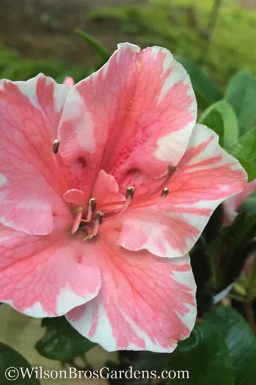 Autumn Sunburst Encore Azalea - 3 Gallon Pot 3 Autumn Sunburst Encore Azalea - 3 Gallon Pot