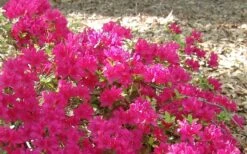 Autumn Sundance Encore Azalea - 2 Gallon Pot -Cheap PLANTS Store Encore Azalea Autumn Sundance 50 1