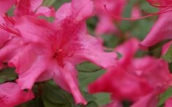 Autumn Sundance Encore Azalea - 6 Pack Of 1 Gallon Pots 10 Autumn Sundance Encore Azalea - 6 Pack Of 1 Gallon Pots -Cheap PLANTS Store Encore Azalea Autumn Sundance 51 2