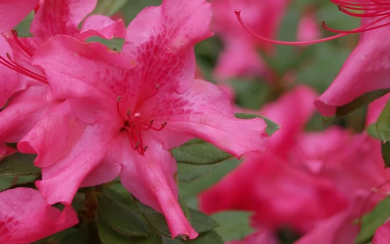 Autumn Sundance Encore Azalea - 6 Pack Of 1 Gallon Pots 6 Autumn Sundance Encore Azalea - 6 Pack Of 1 Gallon Pots - Image 5