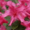 Autumn Sundance Encore Azalea - 2 Gallon Pot -Cheap PLANTS Store Encore Azalea Autumn Sundance Rev 500x750 2