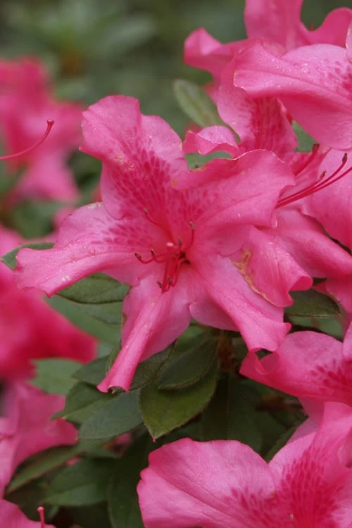 Autumn Sundance Encore Azalea - 6 Pack Of 1 Gallon Pots 2 Autumn Sundance Encore Azalea - 6 Pack Of 1 Gallon Pots