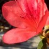 Autumn Sunset Encore Azalea - 2 Gallon Pot -Cheap PLANTS Store Encore Azalea Autumn Sunset 2 500x750 2