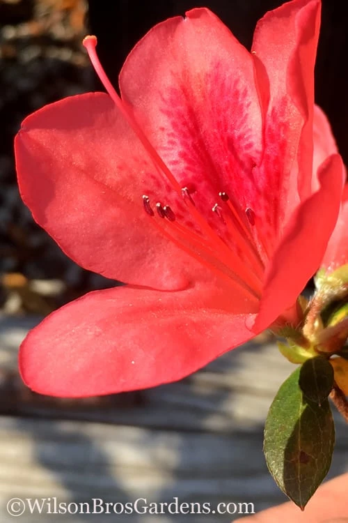 Autumn Sunset Encore Azalea - 6 Pack Of 1 Gallon Pots 3 Autumn Sunset Encore Azalea - 6 Pack Of 1 Gallon Pots