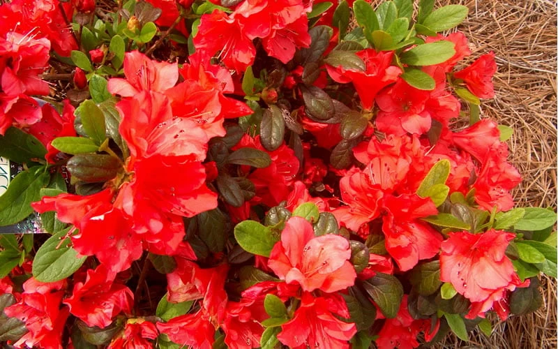 Autumn Sunset Encore Azalea - 6 Pack Of 1 Gallon Pots 7 Autumn Sunset Encore Azalea - 6 Pack Of 1 Gallon Pots - Image 5