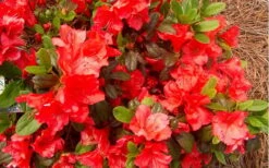 Autumn Sunset Encore Azalea - 3 Gallon Pot -Cheap PLANTS Store Encore Azalea Autumn Sunset 5