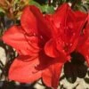 Autumn Bravo Encore Azalea - 6 Pack Of 1 Gallon Pots