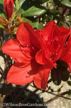 Autumn Bravo Encore Azalea - 1 Gallon Pot