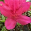 Autumn Carnival Encore Azalea - 3 Gallon Pot -Cheap PLANTS Store Encore Azalea Autumn UNKNOWN 4 500x750 1