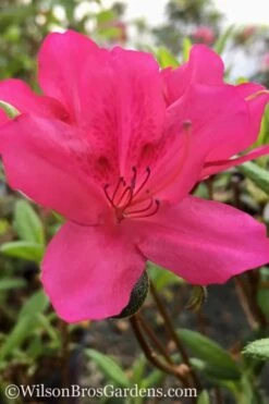 Autumn Carnival Encore Azalea - 3 Gallon Pot