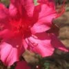 Autumn Sangria Encore Azalea - 1 Gallon Pot -Cheap PLANTS Store Encore Azalea Autumn UNKNOWN 500x750 1
