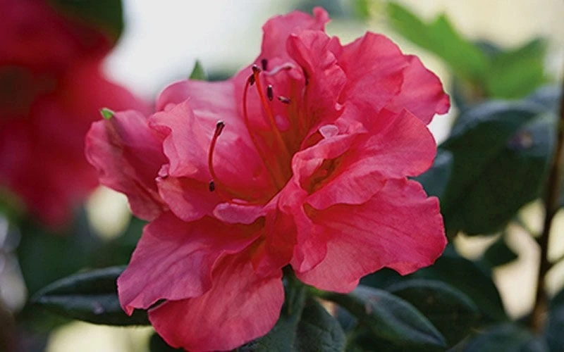 Autumn Rouge Encore Azalea - 2 Gallon Pot 6 Autumn Rouge Encore Azalea - 2 Gallon Pot - Image 4