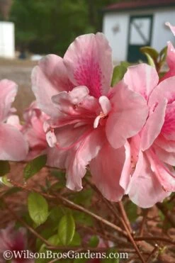 Autumn Belle Encore Azalea - 3 Gallon Pot 11 Autumn Belle Encore Azalea - 3 Gallon Pot -Cheap PLANTS Store Encore Azalea Belle 3 500x750 1