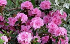 Autumn Carnation Encore Azalea - 6 Pack Of 1 Gallon Pots -Cheap PLANTS Store Encore Azalea Carnation 1 4