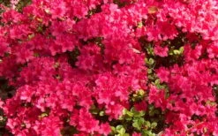 Autumn Cheer Encore Azalea - 6 Pack Of 1 Gallon Pots -Cheap PLANTS Store Encore Azalea Cheer 1 2