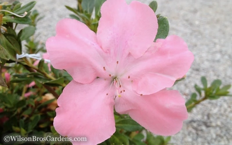 Autumn Debutante Encore Azalea - 2 Gallon Pot 6 Autumn Debutante Encore Azalea - 2 Gallon Pot - Image 4
