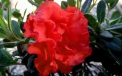 Autumn Embers Encore Azalea - 7 Gallon Pot -Cheap PLANTS Store Encore Azalea Embers 1 3