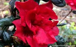 Autumn Fire Encore Azalea - 3 Gallon Pot -Cheap PLANTS Store Encore Azalea Fire 2