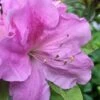 Autumn Lilac Encore Azalea - 3 Gallon Pot -Cheap PLANTS Store Encore Azalea Lilac 2 500x750 3