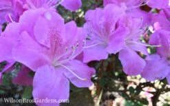 Autumn Lilac Encore Azalea - 6 Pack Of 1 Gallon Pots -Cheap PLANTS Store Encore Azalea Lilac 8 1