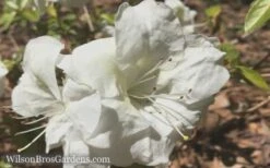 Autumn Moonlight Encore Azalea - 3 Gallon Pot -Cheap PLANTS Store Encore Azalea Moonlight 5