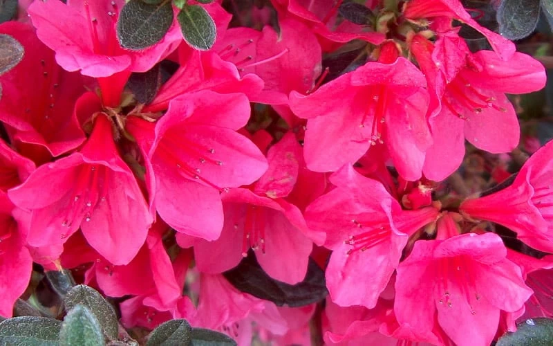 Autumn Ruby Encore Azalea - 2 Gallon Pot 6 Autumn Ruby Encore Azalea - 2 Gallon Pot - Image 4