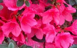 Autumn Ruby Encore Azalea - 3 Gallon Pot -Cheap PLANTS Store Encore Azalea Ruby
