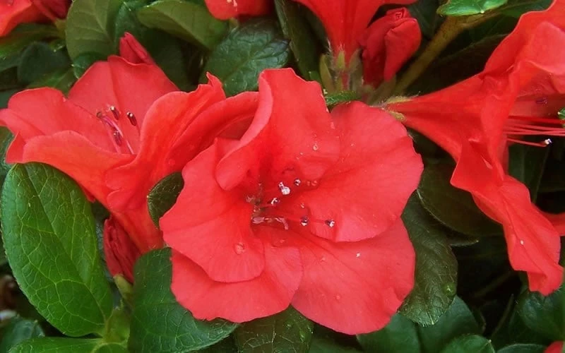 Autumn Sunset Encore Azalea - 2 Gallon Pot 8 Autumn Sunset Encore Azalea - 2 Gallon Pot - Image 6