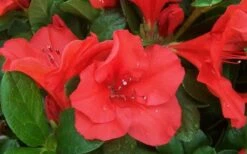 Autumn Sunset Encore Azalea - 6 Pack Of 1 Gallon Pots 13 Autumn Sunset Encore Azalea - 6 Pack Of 1 Gallon Pots -Cheap PLANTS Store Encore Azalea Sunset 1 2
