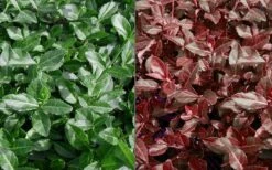 Purple Wintercreeper - Euonymus Fortunei Coloratus - 10 Pack Of Pint Pots -Cheap PLANTS Store Euonymus Coloratus Purple Winter Creeper 50 1