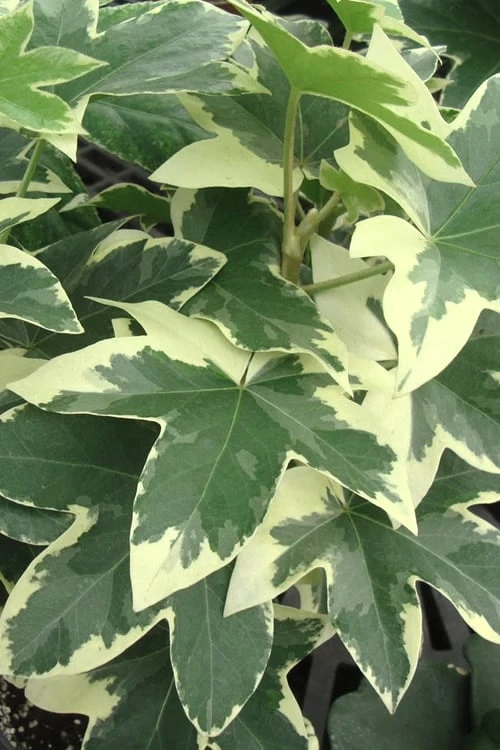 Angyo Star Fatshedera - 3 Gallon Pot 3 Angyo Star Fatshedera - 3 Gallon Pot