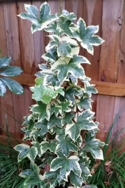 Angyo Star Fatshedera - 3 Gallon Pot 9 Angyo Star Fatshedera - 3 Gallon Pot -Cheap PLANTS Store Fatshedera Angyo Star 3 1