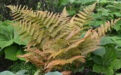 Autumn Fern (Dryopteris Erythrosora) - 5 Pack Of Quart Pots -Cheap PLANTS Store Fern Autumn 1