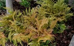 Autumn Fern (Dryopteris Erythrosora) - 5 Pack Of Quart Pots -Cheap PLANTS Store Fern Autumn 2